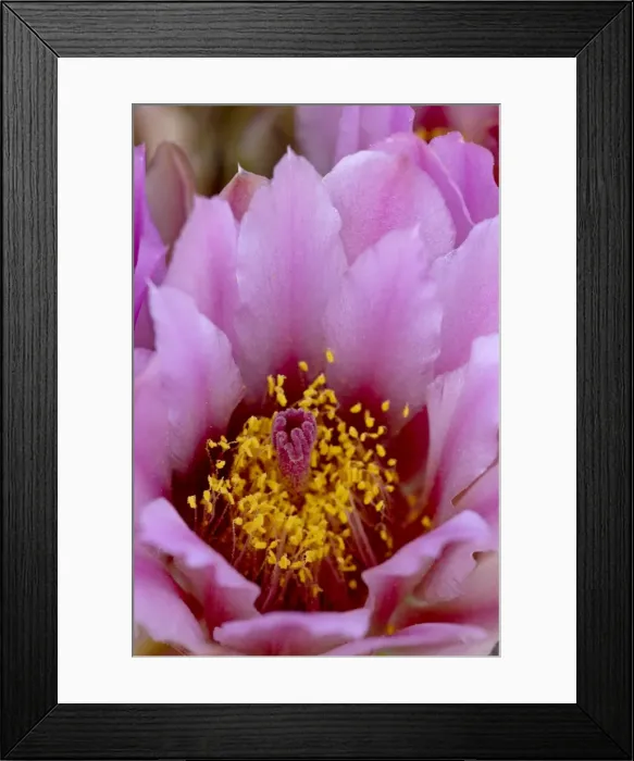 Framed Print : Whipples fishhook (Sclerocactus whipplei) bloom, The Needles District Framed Print : Whipples fishhook (Sclerocactus whipplei) bloom, The Needles District