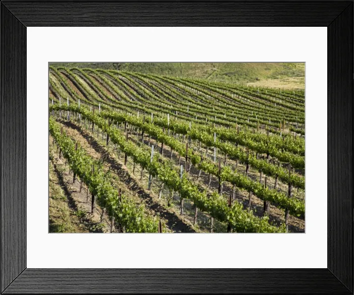 Framed Print : Leonesse Winery, Temecula, California, United States of America, North America Framed Print : Leonesse Winery, Temecula, California, United States of America, North America
