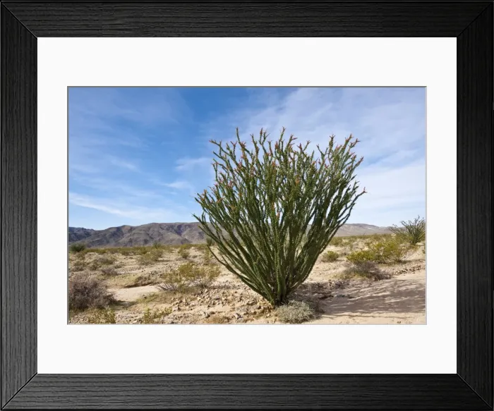 Framed Print : Ocotillo (Fouquieria splendens), Joshua Tree National Park, California Framed Print : Ocotillo (Fouquieria splendens), Joshua Tree National Park, California