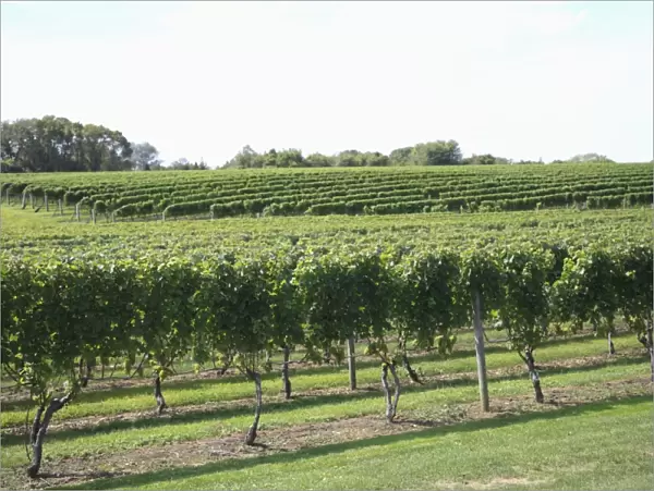 Vineyard of Winery, The Hamptons, Long Island, New York, United States of America