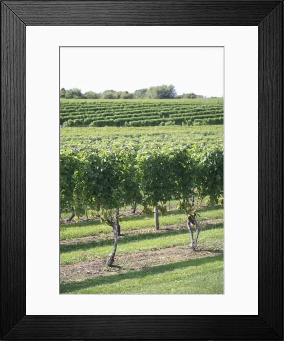 Framed Print : Vineyard of Winery, The Hamptons, Long Island, New York, United States of America Framed Print : Vineyard of Winery, The Hamptons, Long Island, New York, United States of America