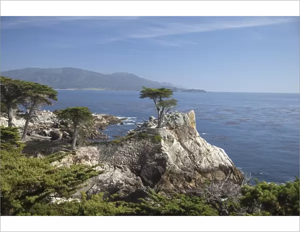 Lonely pine on 17 Mile Drive near Monterey, California, United States of America