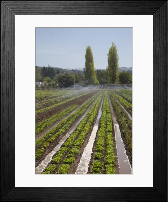 Framed Print : Field of organic lettuce in Earthbound Farms, Carmel Valley, California Framed Print : Field of organic lettuce in Earthbound Farms, Carmel Valley, California