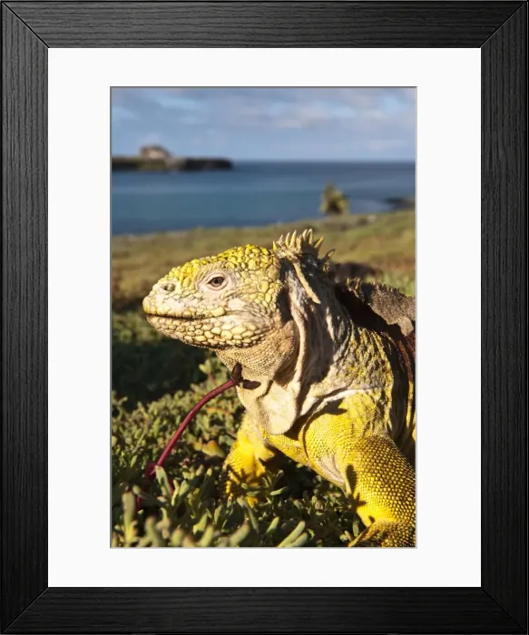 Framed Print : Galapagos land iguana (Conolophus subcristatus), Islas Plaza (lPlaza island) Framed Print : Galapagos land iguana (Conolophus subcristatus), Islas Plaza (lPlaza island)