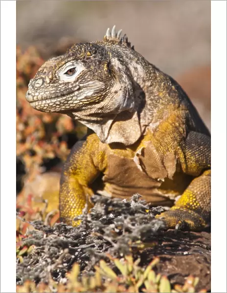 Galapagos land iguana (Conolophus subcristatus), Isla Plaza (Plaza island)