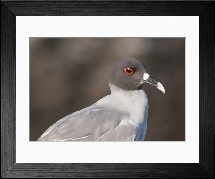 Framed Print : Swallow-tailed Gull (Creagrus furcatus), Islas Plaza (Plaza island), Galapagos Islands Framed Print : Swallow-tailed Gull (Creagrus furcatus), Islas Plaza (Plaza island), Galapagos Islands