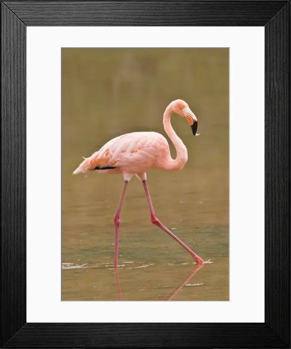 Framed Print : Pink flamingo (Phoenicopterus ruber), Cormorant Point, Isla Santa Maria (Floreana Island) Framed Print : Pink flamingo (Phoenicopterus ruber), Cormorant Point, Isla Santa Maria (Floreana Island)