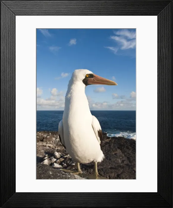Framed Print : Nazca Booby (Sula dactylatra), Suarez Point, Isla Espanola (Hood Island) Framed Print : Nazca Booby (Sula dactylatra), Suarez Point, Isla Espanola (Hood Island)