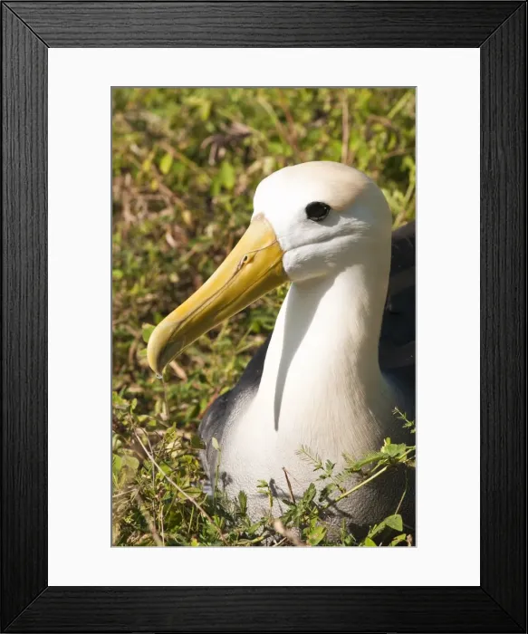 Framed Print : Waved albatross (Phoebastria irrorata), Suarez Point, Isla Espanola (Hood Island) Framed Print : Waved albatross (Phoebastria irrorata), Suarez Point, Isla Espanola (Hood Island)