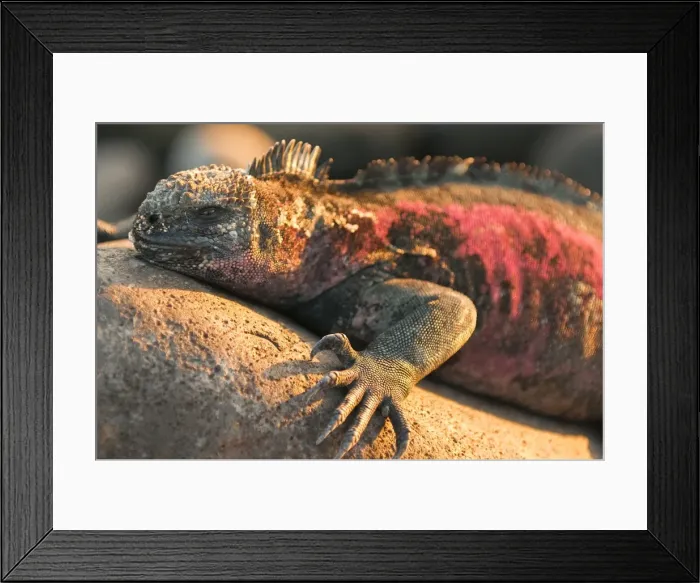 Framed Print : Marine iguana (Amblyrhynchus cristatus), Suarez Point, Isla Espanola (Hood Island) Framed Print : Marine iguana (Amblyrhynchus cristatus), Suarez Point, Isla Espanola (Hood Island)