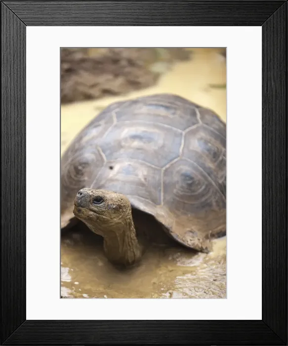 Framed Print : Giant tortoise (Geochelone nigra) at the Galapaguera de Cerro Colorado Framed Print : Giant tortoise (Geochelone nigra) at the Galapaguera de Cerro Colorado
