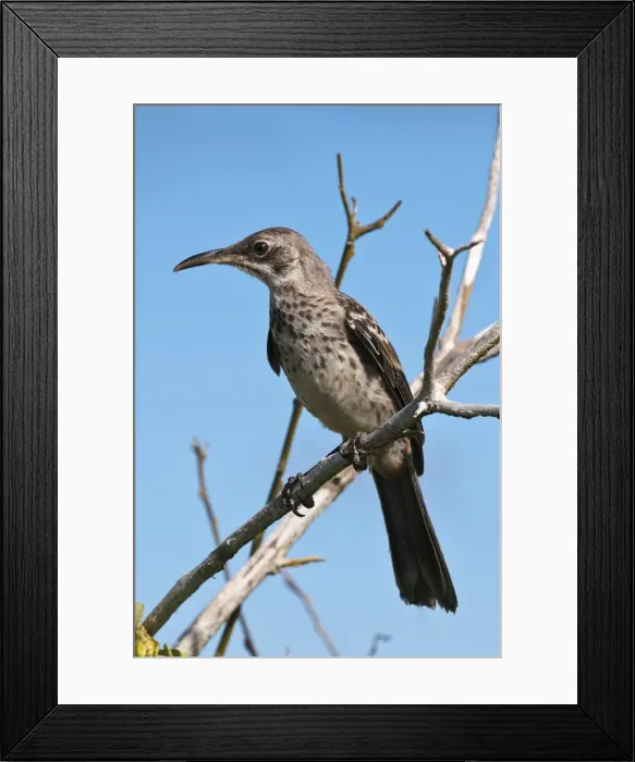 Framed Print : Hood mockingbird (Nesomimus macdonaldi), Suarez Point, Isla Espanola (Hood Island) Framed Print : Hood mockingbird (Nesomimus macdonaldi), Suarez Point, Isla Espanola (Hood Island)