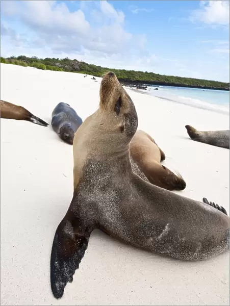 Galapagos sea lion (Zalophus wollebaeki), Gardner Bay, Isla Espanola (Hood Island)