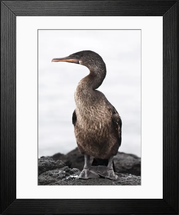 Framed Print : Flightless cormorant (Phalacrocorax harrisi), Espinosa Point, Isla Fernandina Framed Print : Flightless cormorant (Phalacrocorax harrisi), Espinosa Point, Isla Fernandina