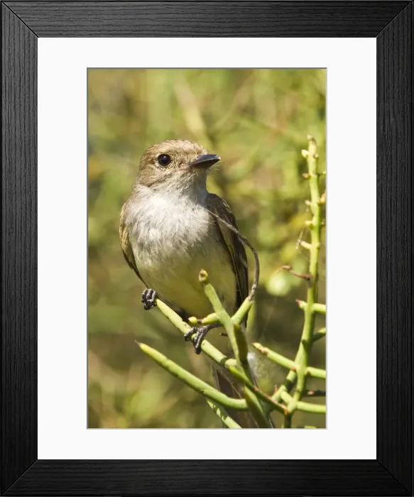 Framed Print : Galapagos flycatcher (Myiarchus magnirostris), Port Egas (James Bay), Isla Santiago Framed Print : Galapagos flycatcher (Myiarchus magnirostris), Port Egas (James Bay), Isla Santiago