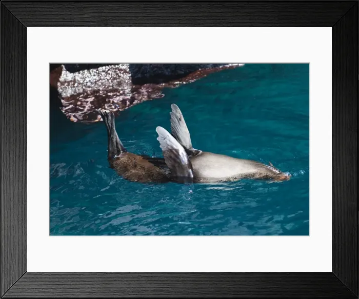 Framed Print : Fur sea lion, (Arctocephalus galapagoensis), Port Egas (James Bay), Isla Santiago
