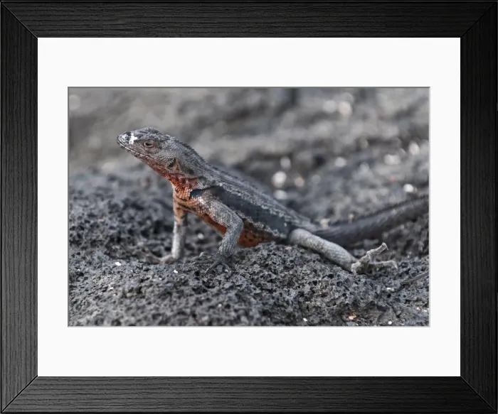Framed Print : Lava lizard (Microlophus albemarlensis), Espinosa Point, Isla Fernandina Framed Print : Lava lizard (Microlophus albemarlensis), Espinosa Point, Isla Fernandina