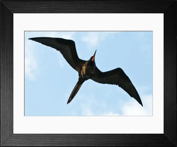 Framed Print : Great frigatebird (Sula nebouxii), Galapagos Islands, Ecuador, South America Framed Print : Great frigatebird (Sula nebouxii), Galapagos Islands, Ecuador, South America
