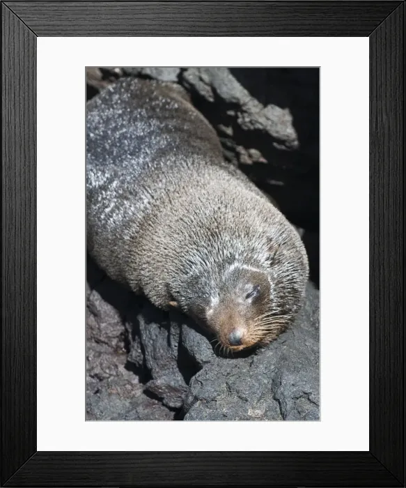 Framed Print : Fur sea lion, Port Egas (James Bay), Isla Santiago (Santiago Island), Galapagos Islands Framed Print : Fur sea lion, Port Egas (James Bay), Isla Santiago (Santiago Island), Galapagos Islands