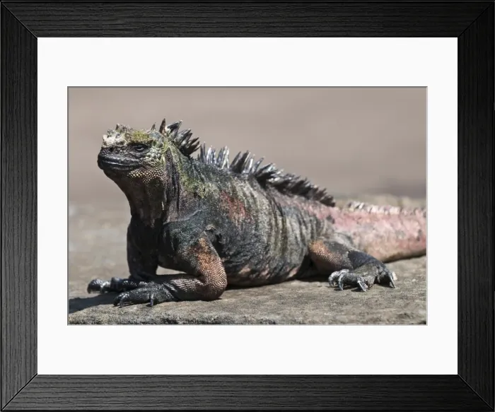 Framed Print : Marine iguana, Port Egas (James Bay) Isla Santiago (Santiago Island), Galapagos Islands Framed Print : Marine iguana, Port Egas (James Bay) Isla Santiago (Santiago Island), Galapagos Islands