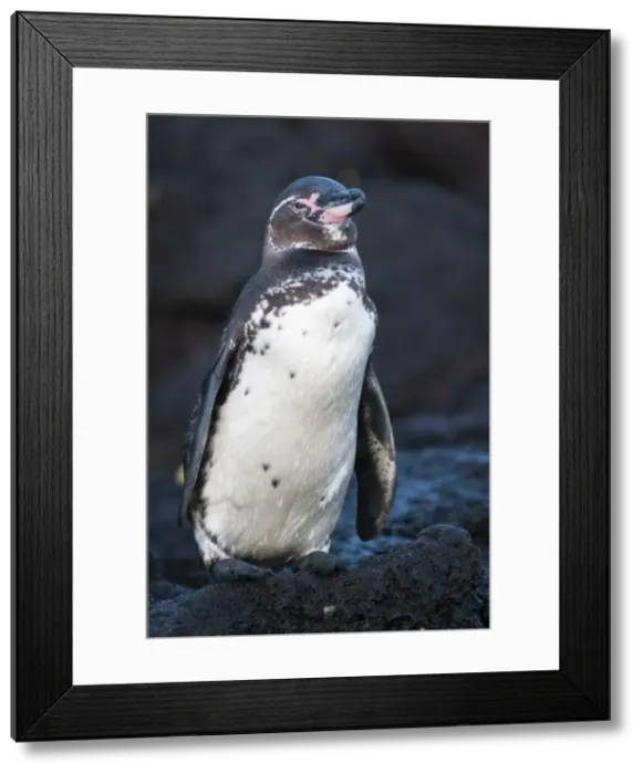 Framed Print : Galapagos penguin (Spheniscus mendiculus), Galapagos Islands, UNESCO World Heritage Site