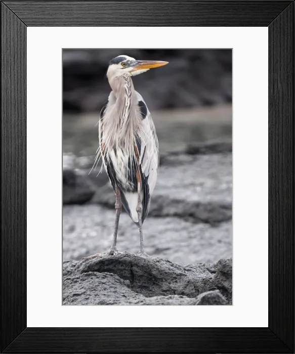 Framed Print : Great blue heron, Espinosa Point, Isla Fernandina (Fernandina Island), Galapagos Islands Framed Print : Great blue heron, Espinosa Point, Isla Fernandina (Fernandina Island), Galapagos Islands