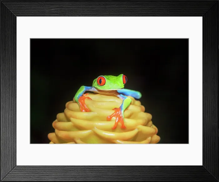 Framed Print : Red eyed tree frog (Agalychins callydrias) on yellow flower, Costa Rica Framed Print : Red eyed tree frog (Agalychins callydrias) on yellow flower, Costa Rica