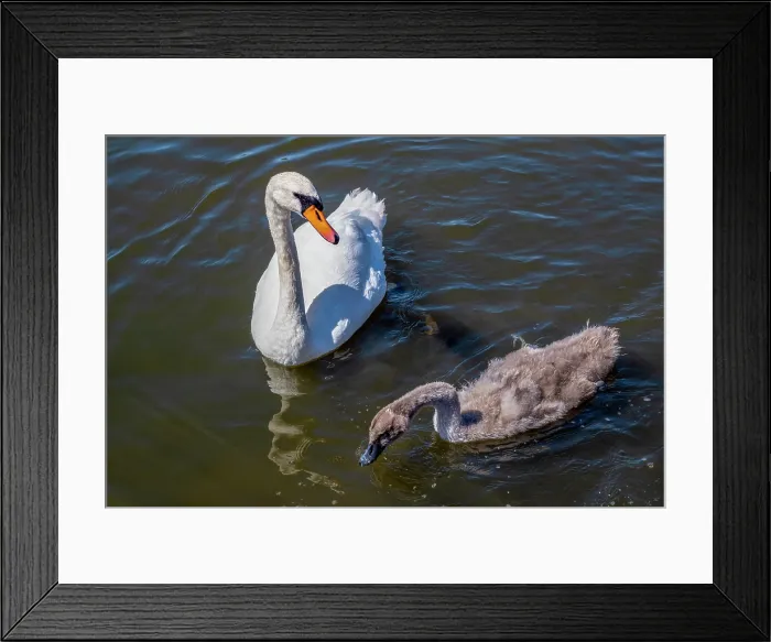 Framed Print : Swan and cygnet in Thorpness boating lake, Aldeburgh, Suffolk, United Kingdom