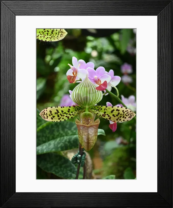 Framed Print : Orchid in Rain Cloud Dome, Gardens by the Bay Framed Print : Orchid in Rain Cloud Dome, Gardens by the Bay
