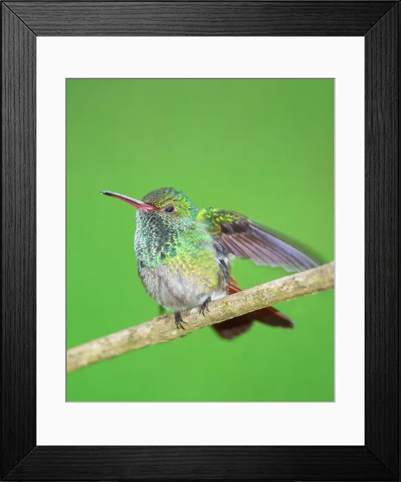 Framed Print : Rufous-tailed hummingbird (Amazilia tzacatl) on branch, Sarapiqui, Costa Rica, Central America Framed Print : Rufous-tailed hummingbird (Amazilia tzacatl) on branch, Sarapiqui, Costa Rica, Central America