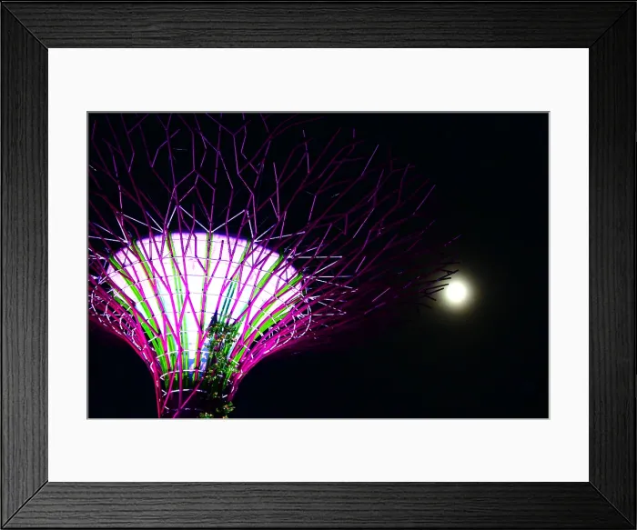 Framed Print : Super tree and full moon in Gardens by the Bay Framed Print : Super tree and full moon in Gardens by the Bay