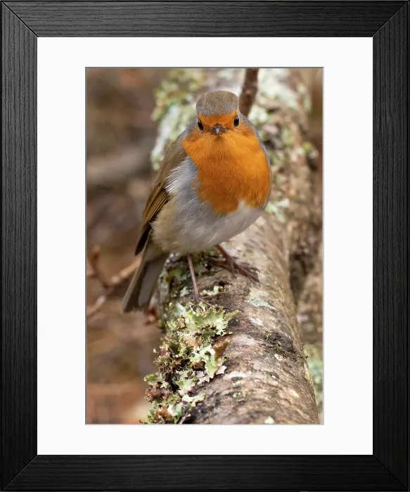 Framed Print : A robin on a branch at Tarn Hows Lake, Lake District National Park, United Kingdom Framed Print : A robin on a branch at Tarn Hows Lake, Lake District National Park, United Kingdom