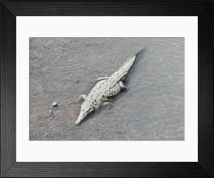 Framed Print : American Crocodile (Crocodylus acutus) bathing, Tarcoles river, Jaco, Costa Rica Framed Print : American Crocodile (Crocodylus acutus) bathing, Tarcoles river, Jaco, Costa Rica