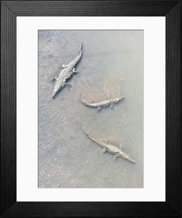 Framed Print : American Crocodiles (Crocodylus acutus) bathing, Tarcoles river, Jaco, Costa Rica Framed Print : American Crocodiles (Crocodylus acutus) bathing, Tarcoles river, Jaco, Costa Rica