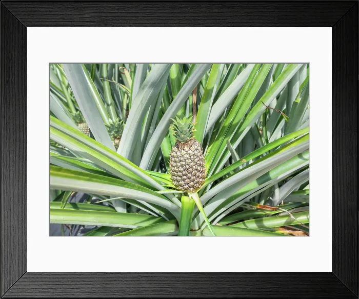 Framed Print : Pineapple plantation, Sarapiqui, Costa Rica, Central America Framed Print : Pineapple plantation, Sarapiqui, Costa Rica, Central America