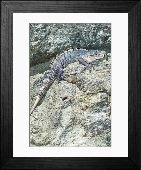 Framed Print : Black spiny tailed Iguana (Ctenosaur similis) crawling, Manuel Antonio National Park, Puntarenas Province, Costa Rica Framed Print : Black spiny tailed Iguana (Ctenosaur similis) crawling, Manuel Antonio National Park, Puntarenas Province, Costa Rica
