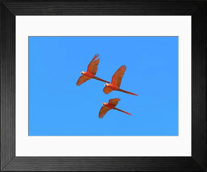 Framed Print : Scarlet Macaws (Ara macao) in flight, Osa Peninsula, Corcovado N.P, Costa Rica