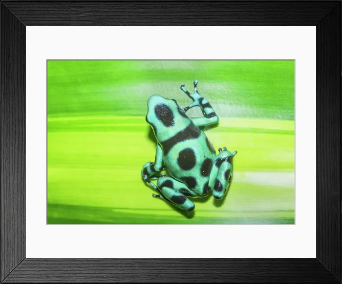 Framed Print : Green and Black poison dart frog, (Dendrobates auratus), Costa Rica