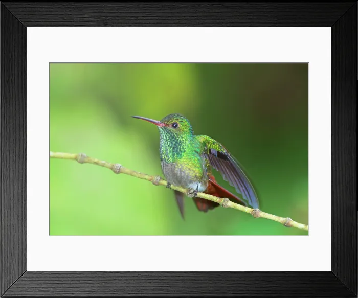 Framed Print : Rufous-tailed hummingbird (Amazilia tzacatl) on branch, Sarapiqui, Costa Rica Framed Print : Rufous-tailed hummingbird (Amazilia tzacatl) on branch, Sarapiqui, Costa Rica
