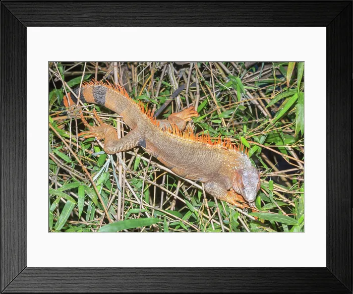 Framed Print : Green Iguana (Iguana Iguana), La Fortuna, Costa Rica, Central America Framed Print : Green Iguana (Iguana Iguana), La Fortuna, Costa Rica, Central America