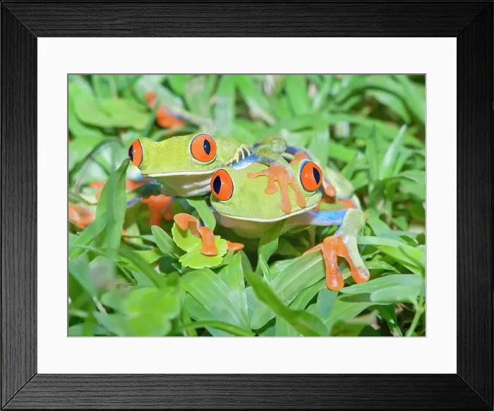 Framed Print : Red-eyed Tree frogs (Agalychins callydrias) together, Costa Rica Framed Print : Red-eyed Tree frogs (Agalychins callydrias) together, Costa Rica