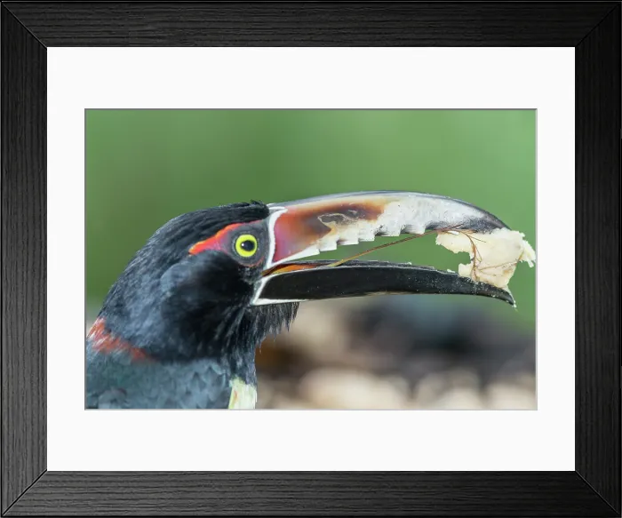 Framed Print : Collared Aracari (Pteroglossus torquatus) eating, Sarapiqui, Costa Rica, Central America Framed Print : Collared Aracari (Pteroglossus torquatus) eating, Sarapiqui, Costa Rica, Central America
