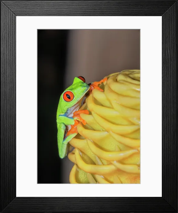 Framed Print : Red eyed tree frog (Agalychins callydrias) on yellow flower, Costa Rica Framed Print : Red eyed tree frog (Agalychins callydrias) on yellow flower, Costa Rica