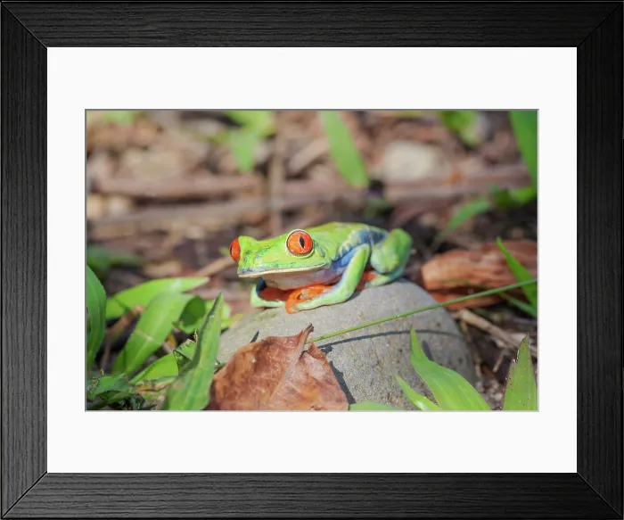 Framed Print : Red eyed tree frog (Agalychins callydrias) sitting on a stone, Sarapiqui, Costa Rica Framed Print : Red eyed tree frog (Agalychins callydrias) sitting on a stone, Sarapiqui, Costa Rica