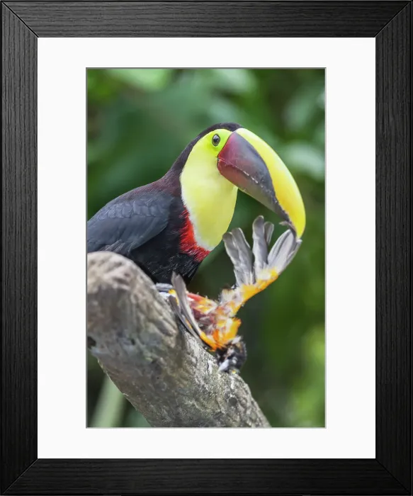Framed Print : Chestnut-mandibled Toucan (Ramphastos swainsonii) feeding on a smaller bird, Sarapiqui, Costa Rica