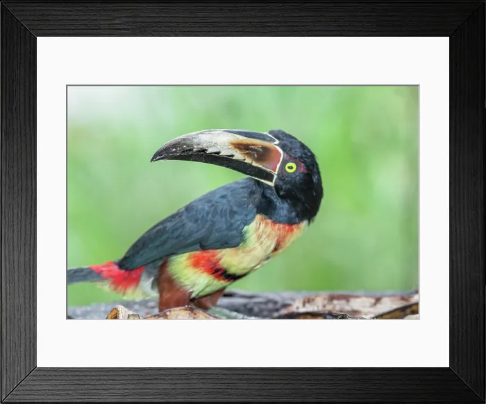 Framed Print : Collared Aracari (Pteroglossus torquatus), Costa Rica, Central America Framed Print : Collared Aracari (Pteroglossus torquatus), Costa Rica, Central America