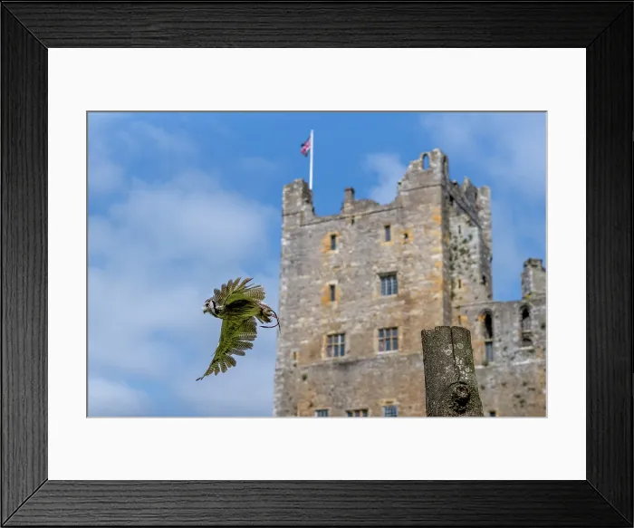 Framed Print : Southern White Faced Owl (Ptilopsis grandti) flying in front of Bolton Castle, United Kingdom Framed Print : Southern White Faced Owl (Ptilopsis grandti) flying in front of Bolton Castle, United Kingdom