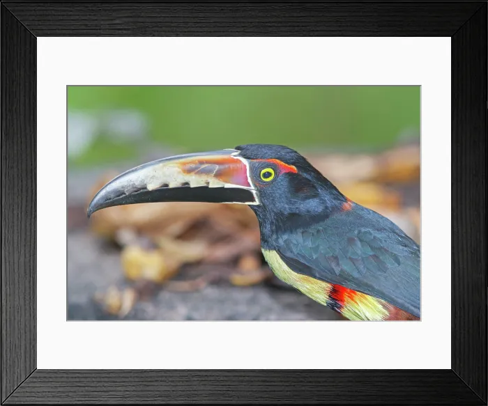 Framed Print : Collared Aracari (Pteroglossus torquatus), Costa Rica, Central America Framed Print : Collared Aracari (Pteroglossus torquatus), Costa Rica, Central America