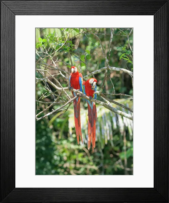 Framed Print : Scarlet Macaws (Ara macao) perching on a tree, Corcovado National Park, Osa Peninsula, Costa Rica Framed Print : Scarlet Macaws (Ara macao) perching on a tree, Corcovado National Park, Osa Peninsula, Costa Rica