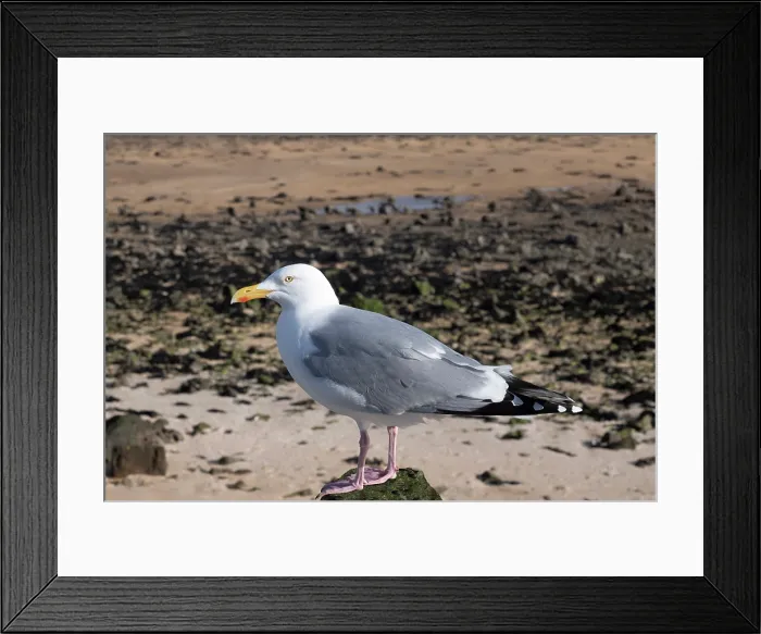 Framed Print : Herring Gull resting on a post on the beach at Red Wharf Bay on Anglesey, United Kingdom Framed Print : Herring Gull resting on a post on the beach at Red Wharf Bay on Anglesey, United Kingdom